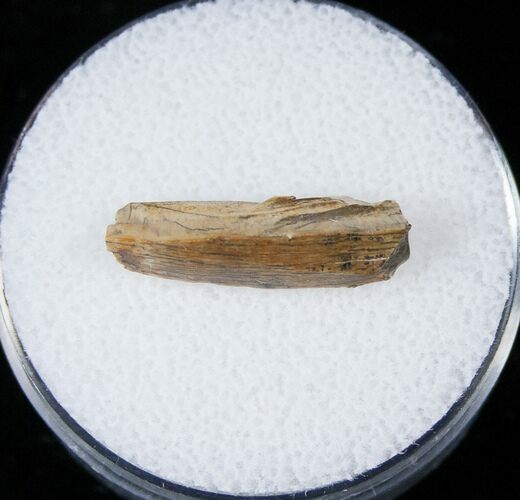 Tyrannosaurid Tooth Fragment - Montana #15201